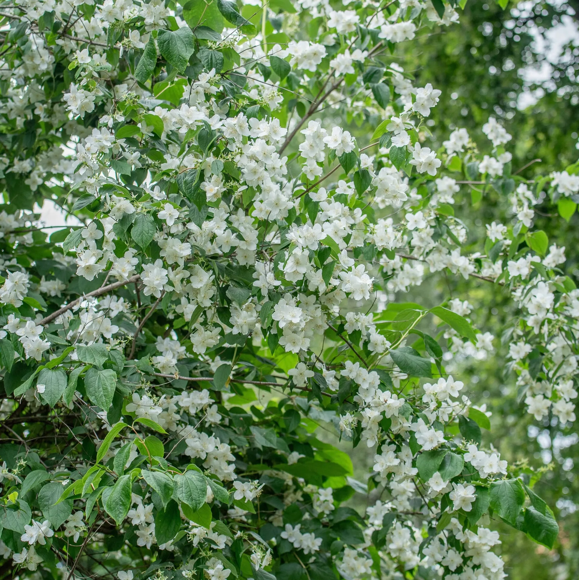 Bauernjasmin 'Schneesturm'
