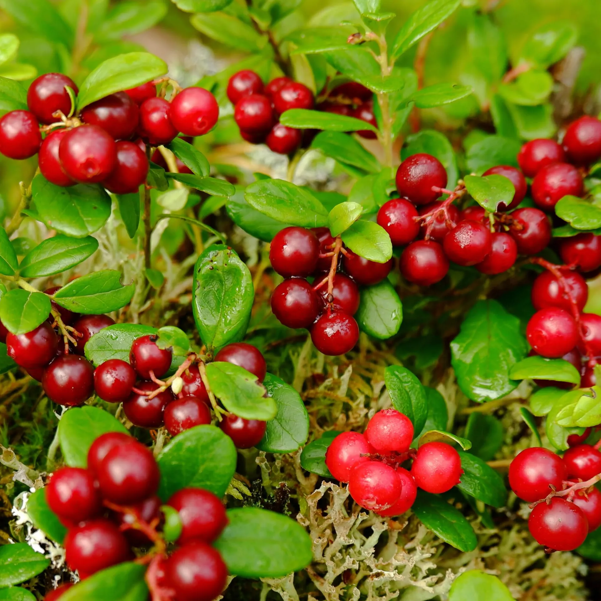 Beerenstrauch Cranberry ’Howes‘