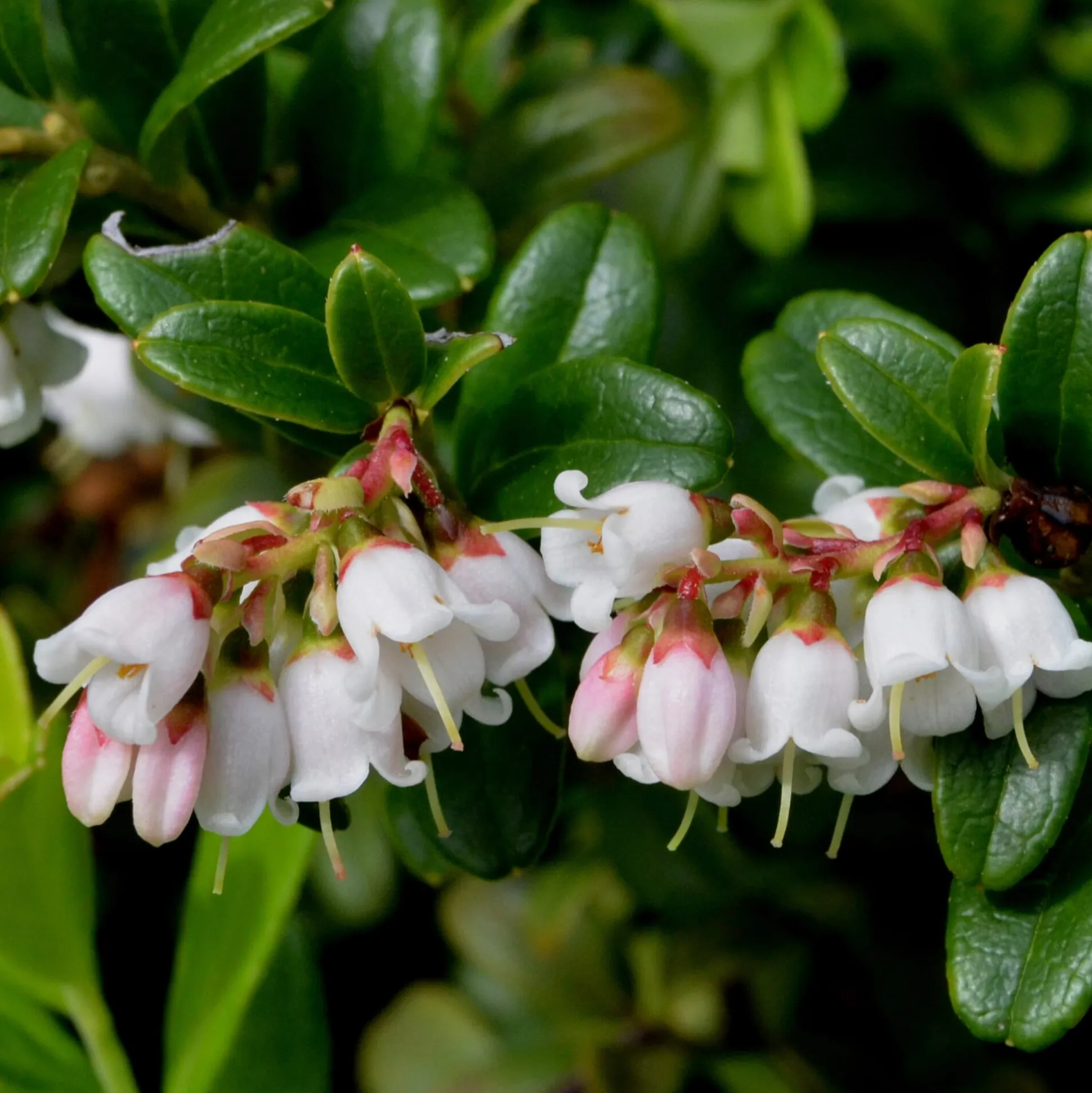Beerenstrauch Preiselbeere ’Red Pearl‘