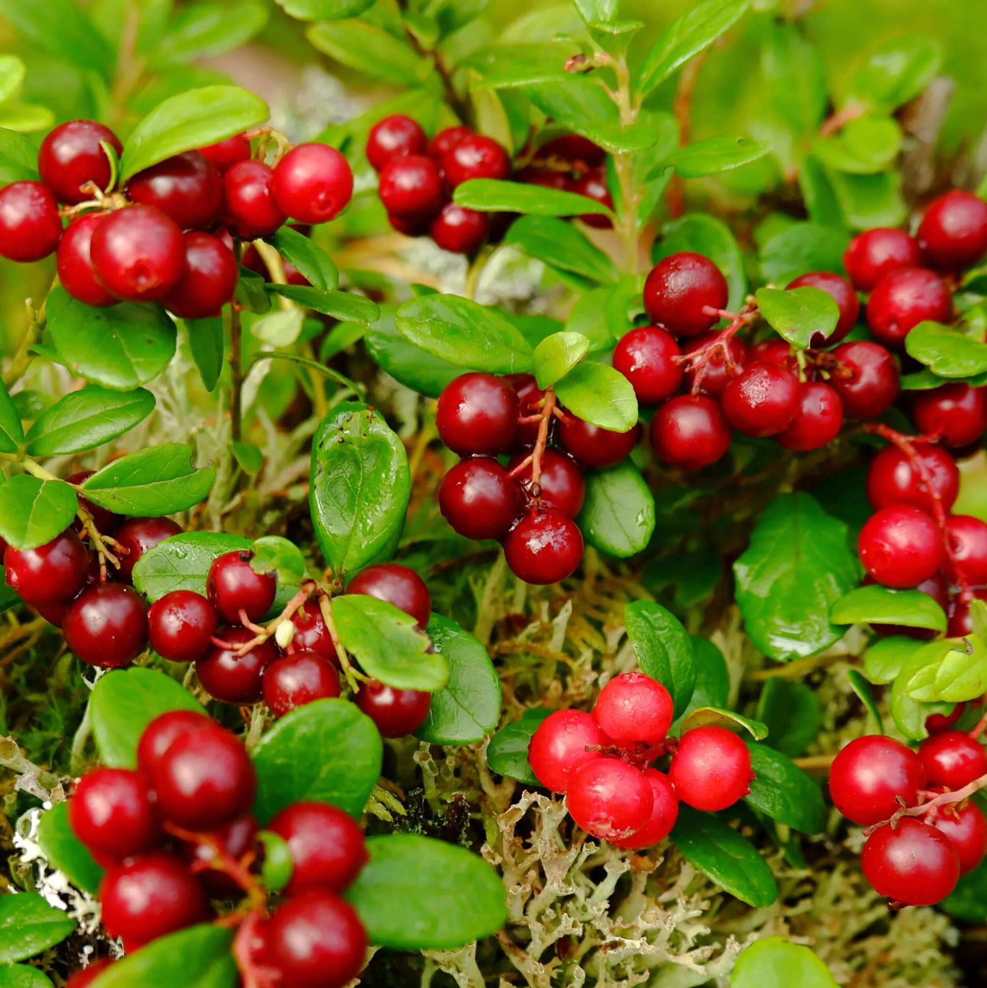 Beerenstrauch Preiselbeere ’Red Pearl‘