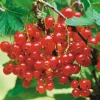 Beerenstrauch Rote Johannisbeere 'Roter See'