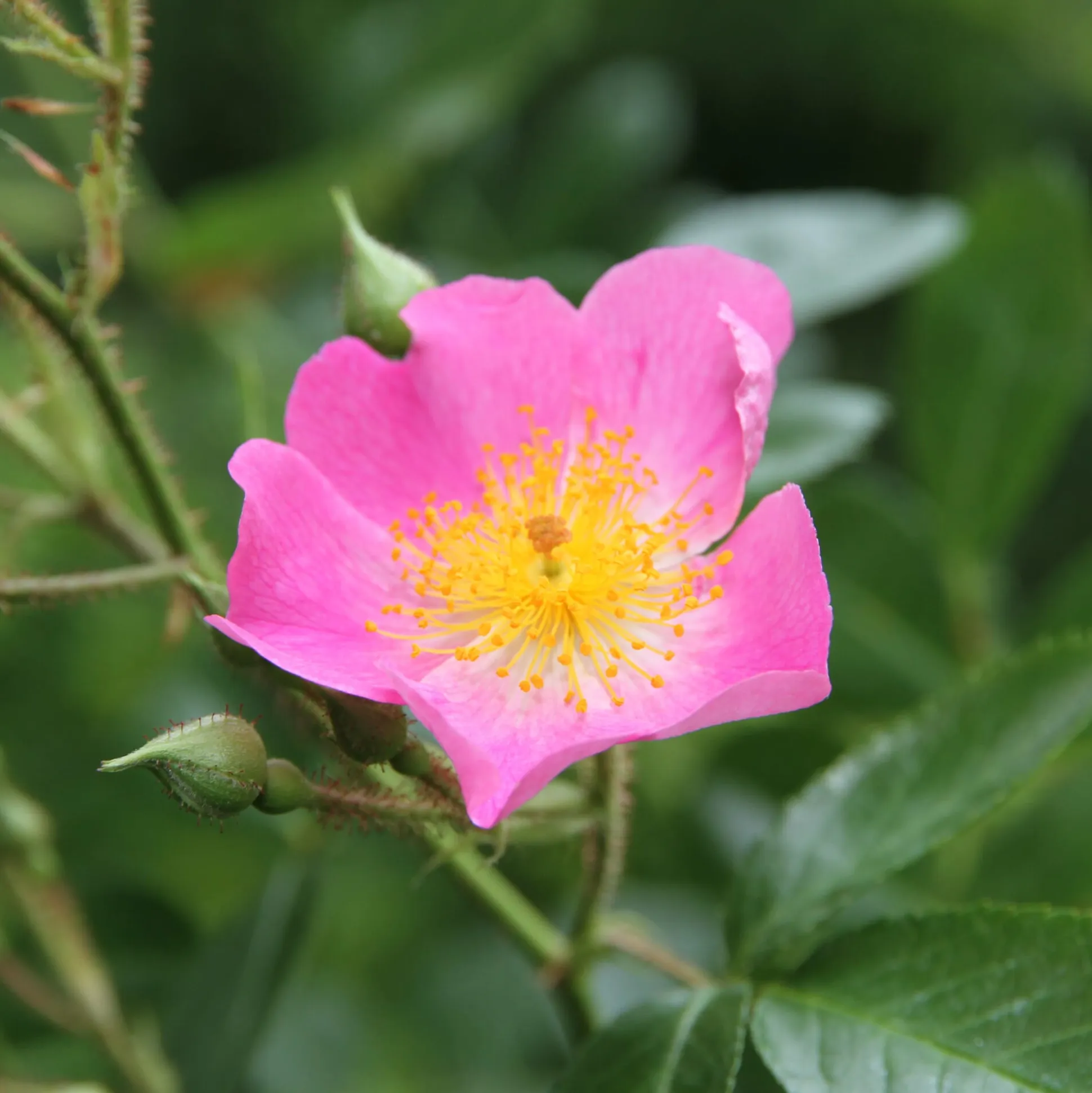 Bienenrose Japanische Wildrose