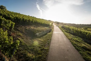 Bio-Scheurebe Gutswein trocken
