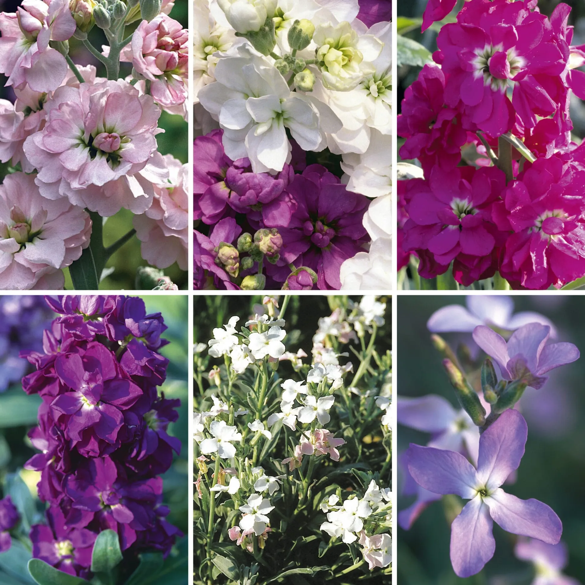 Blumensamen Ausgewählte Levkojen