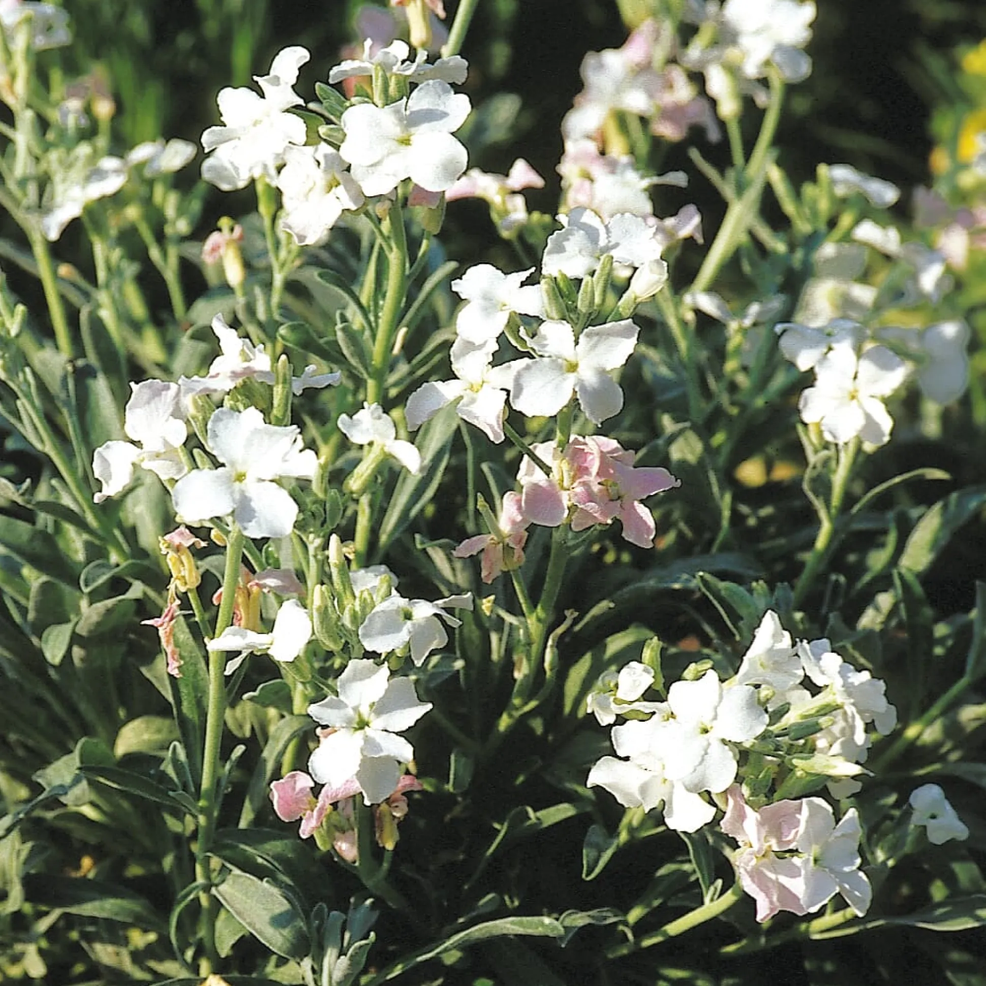 Blumensamen Ausgewählte Levkojen