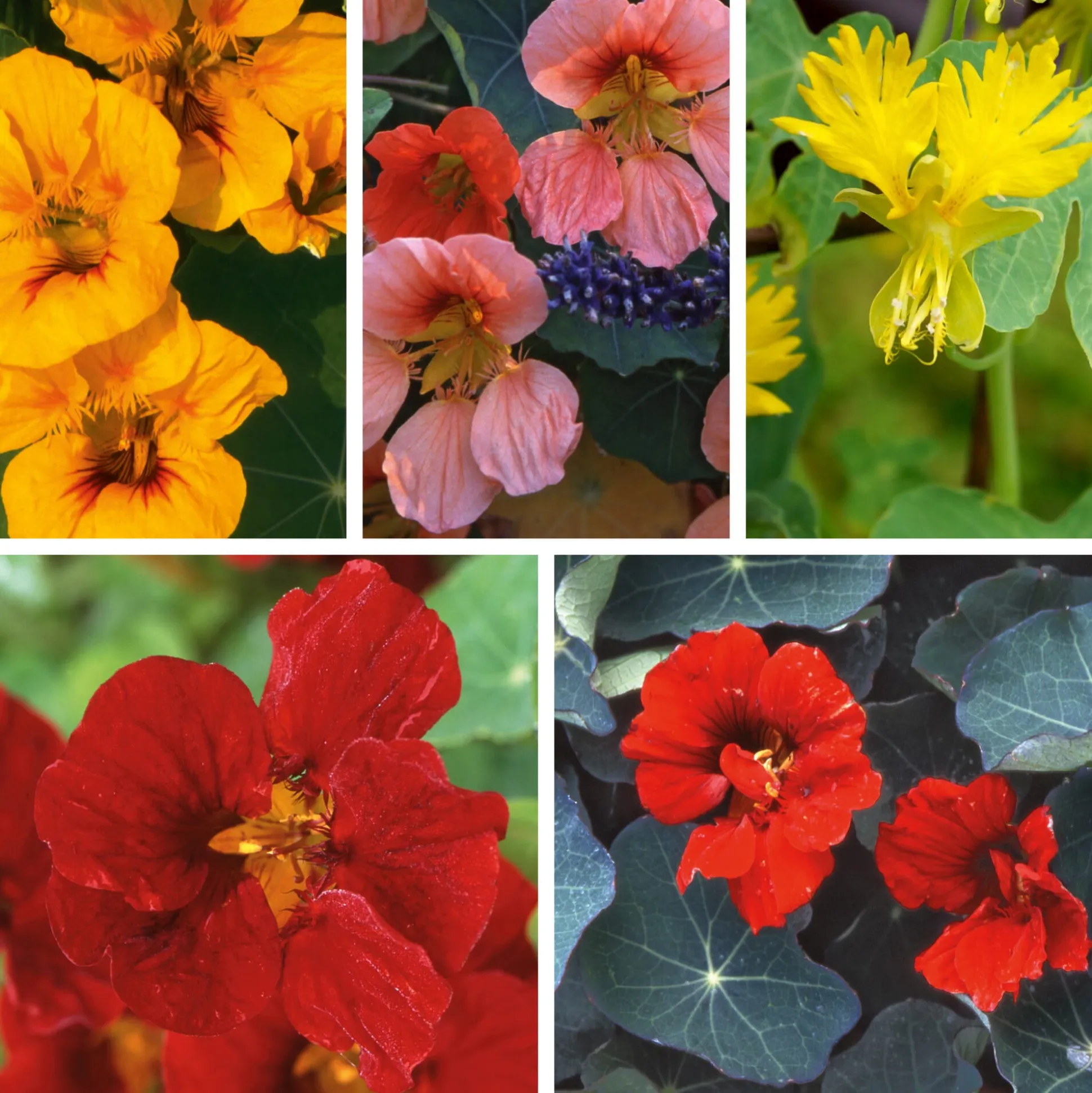 Blumensamen Historische Kapuzinerkresse