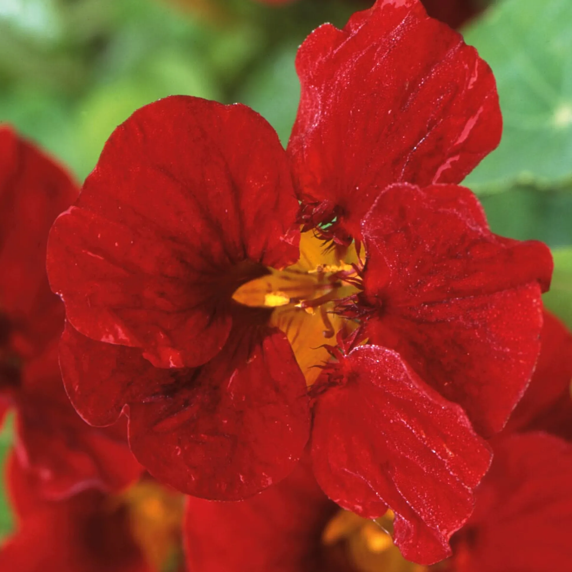Blumensamen Historische Kapuzinerkresse