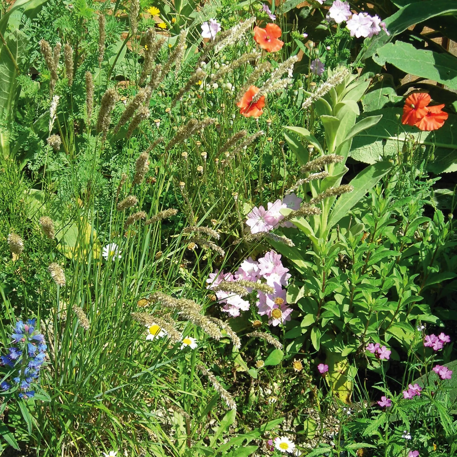 Blumensamen Saatgutmischung Nutzinsektenweide