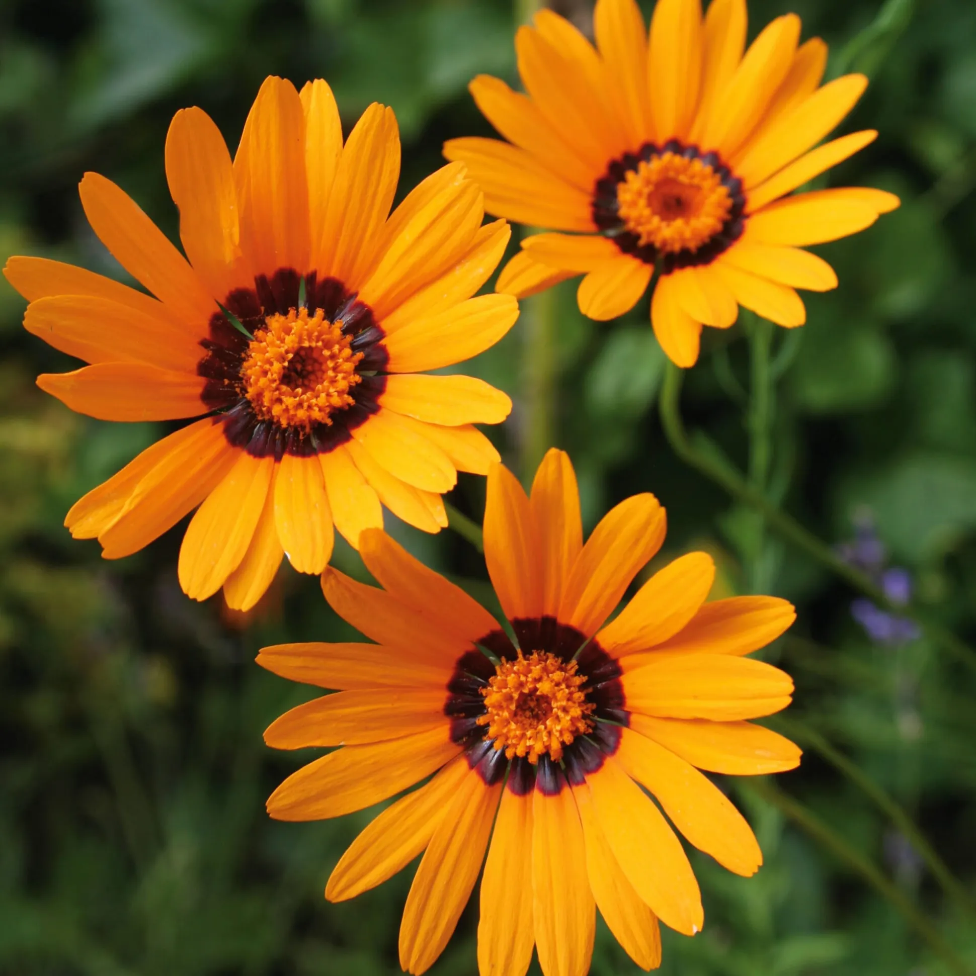 Blumensamen Seltene einjährige Blumen