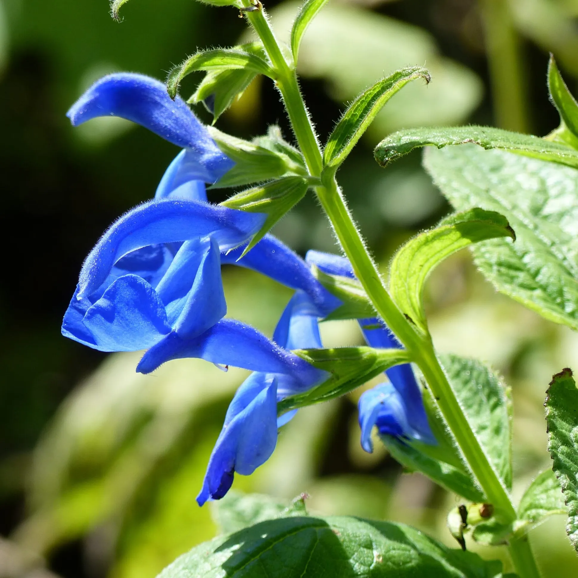 Blumensamen Seltene einjährige Blumen