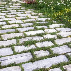 Blumensamenmischung für Pflasterfugen