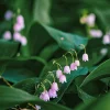 Blumenzwiebeln Maiglöckchen 'Rosea'