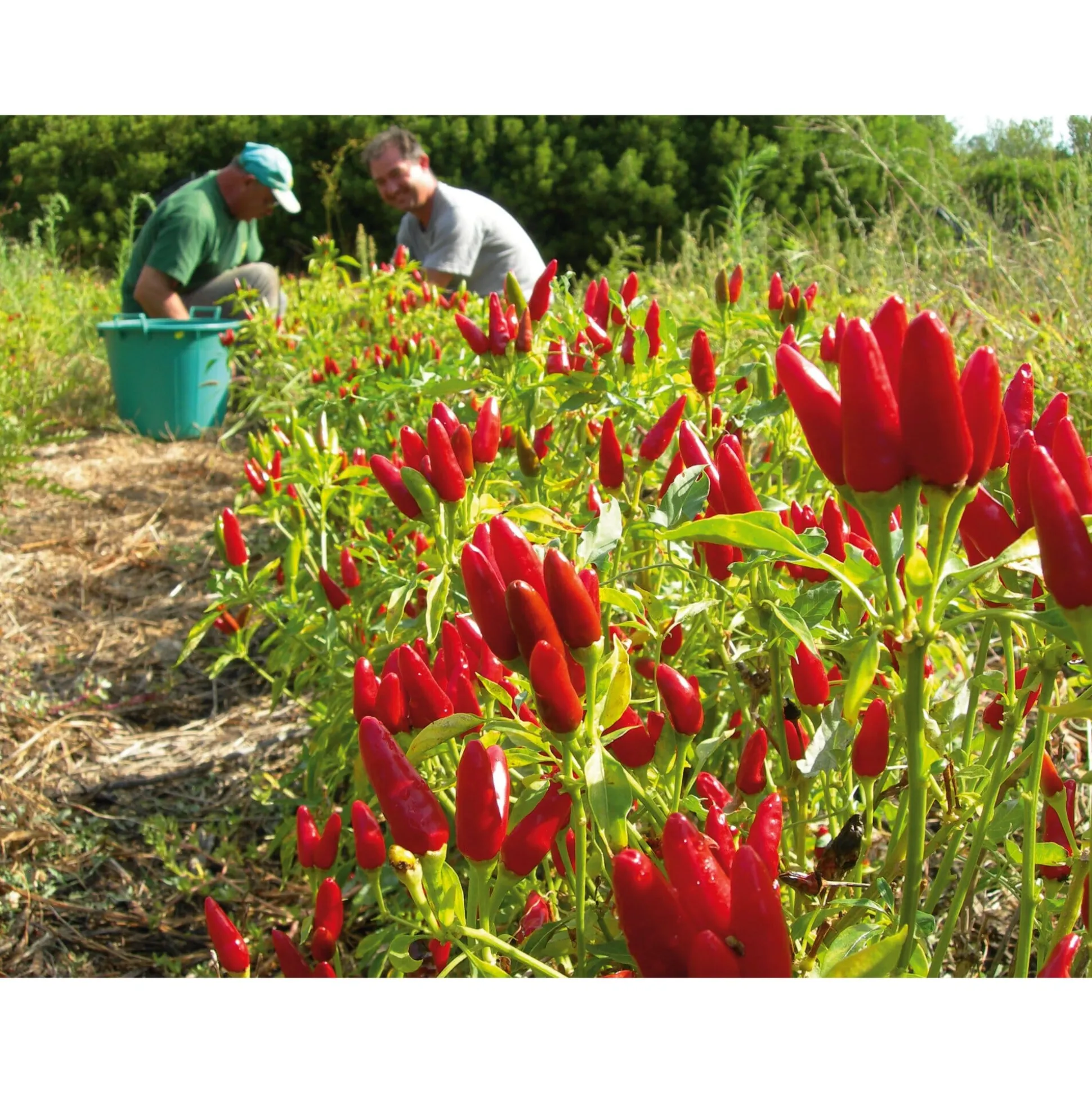 Chillies