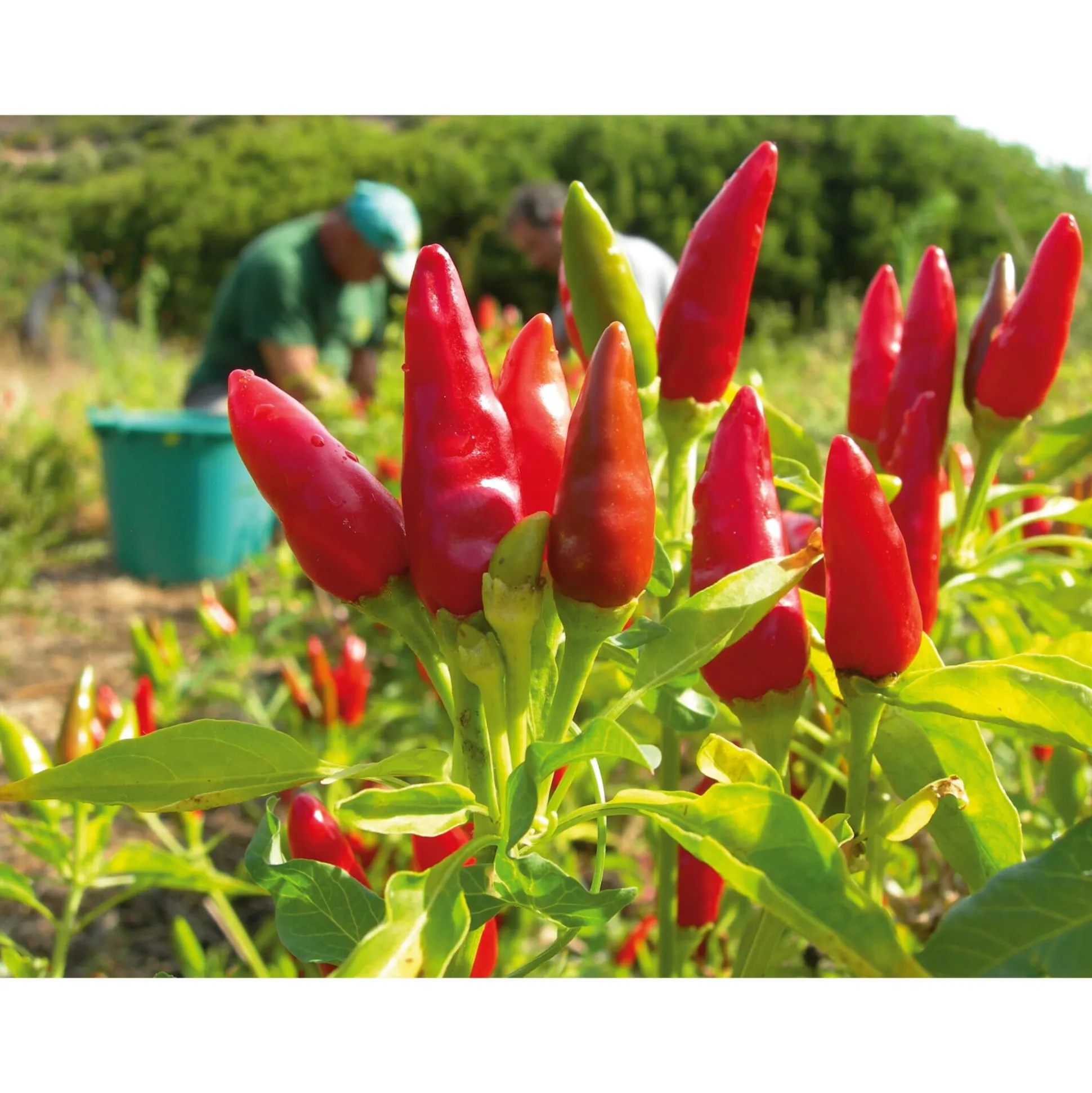 Chillies