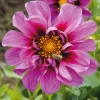 Dahlie 'Emilio Dahlio'