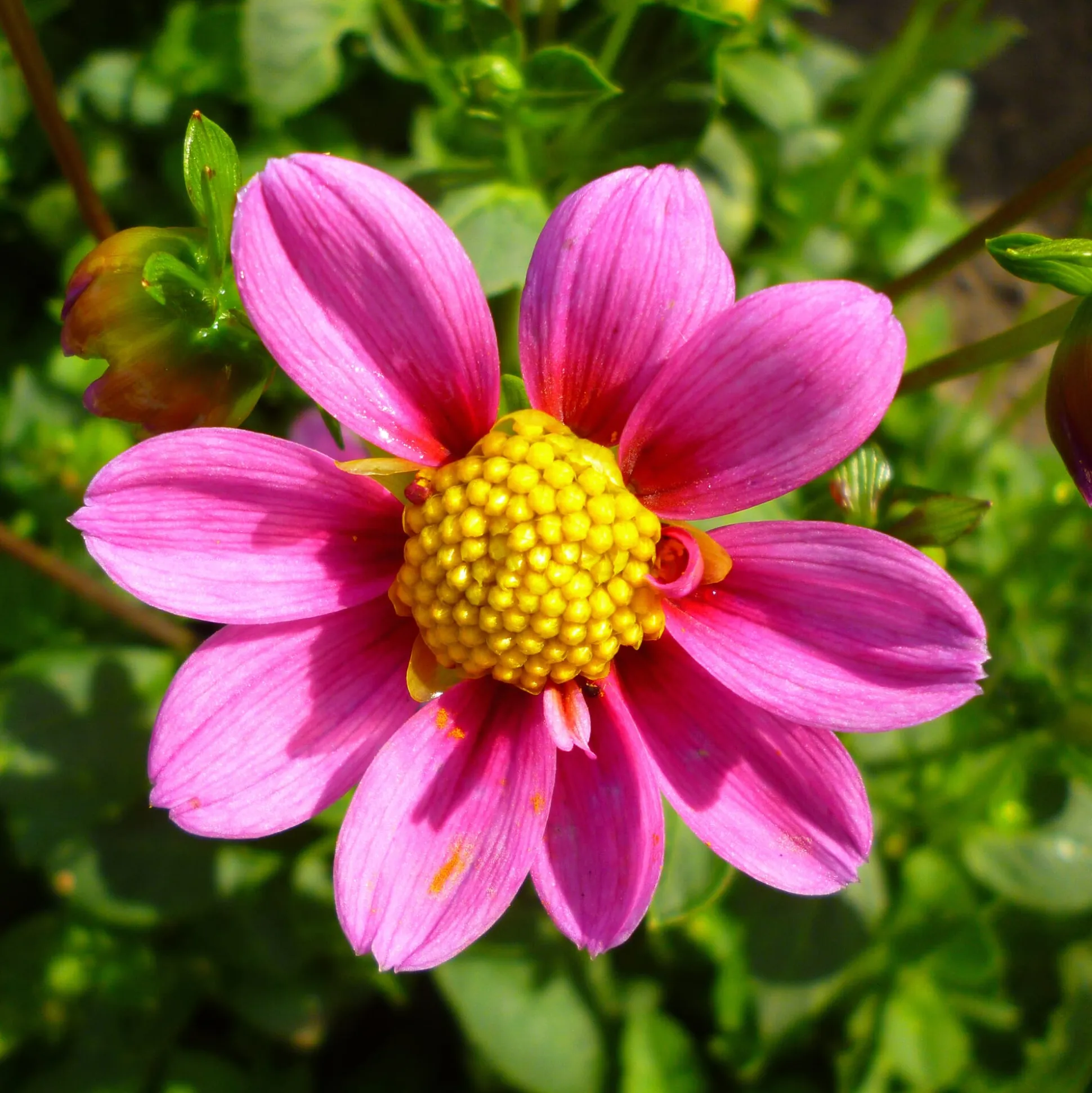 Dahlienmischung Bienenweide