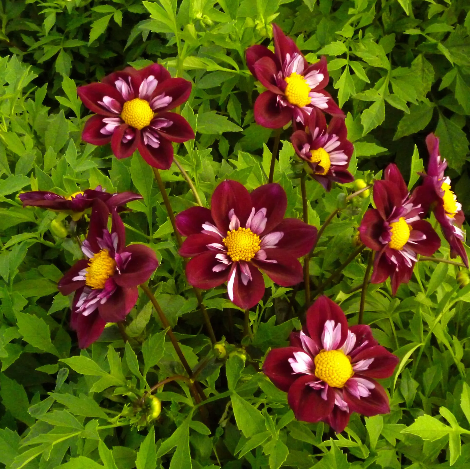Dahlienmischung Bienenweide