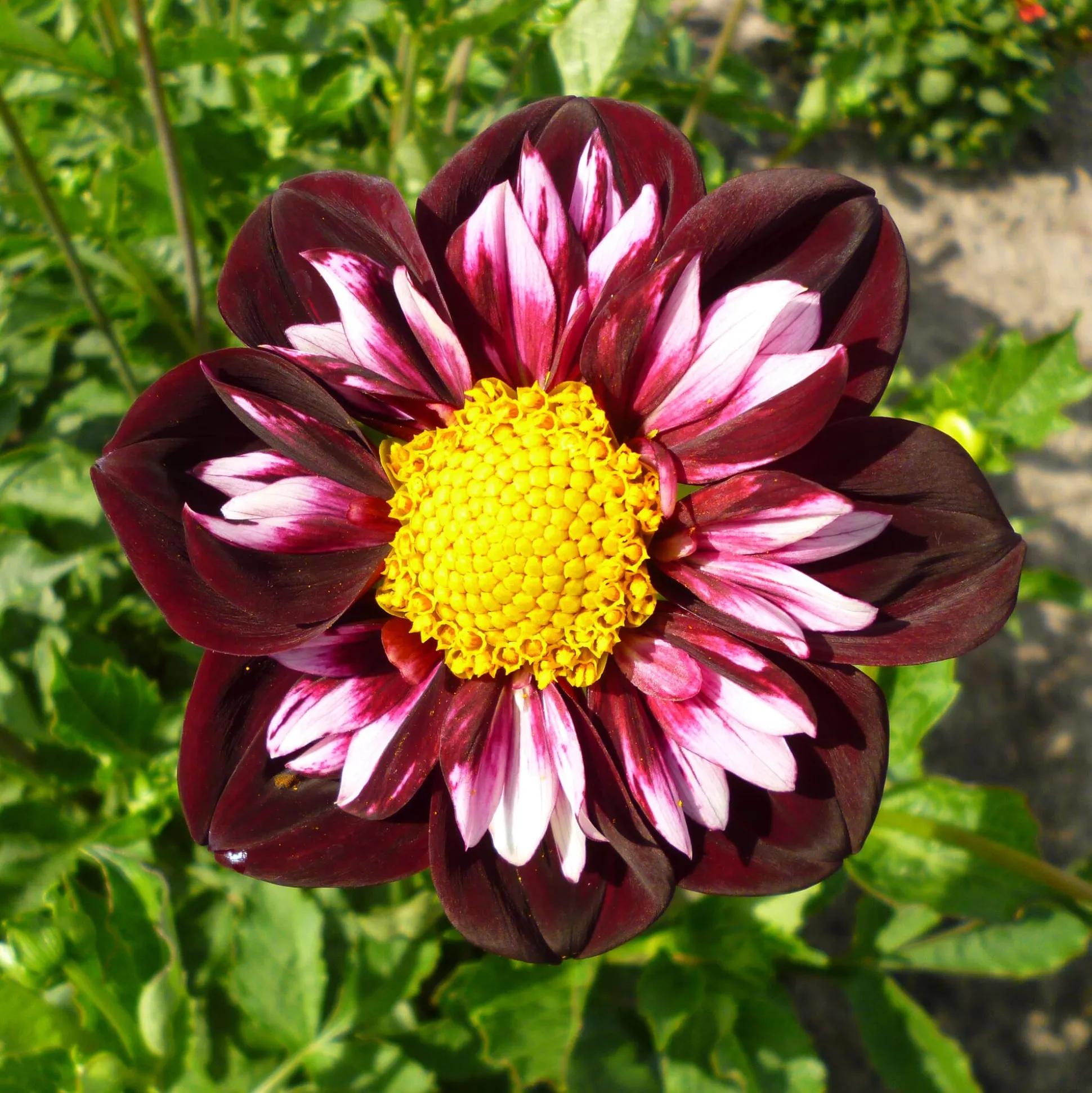 Dahlienmischung Bienenweide