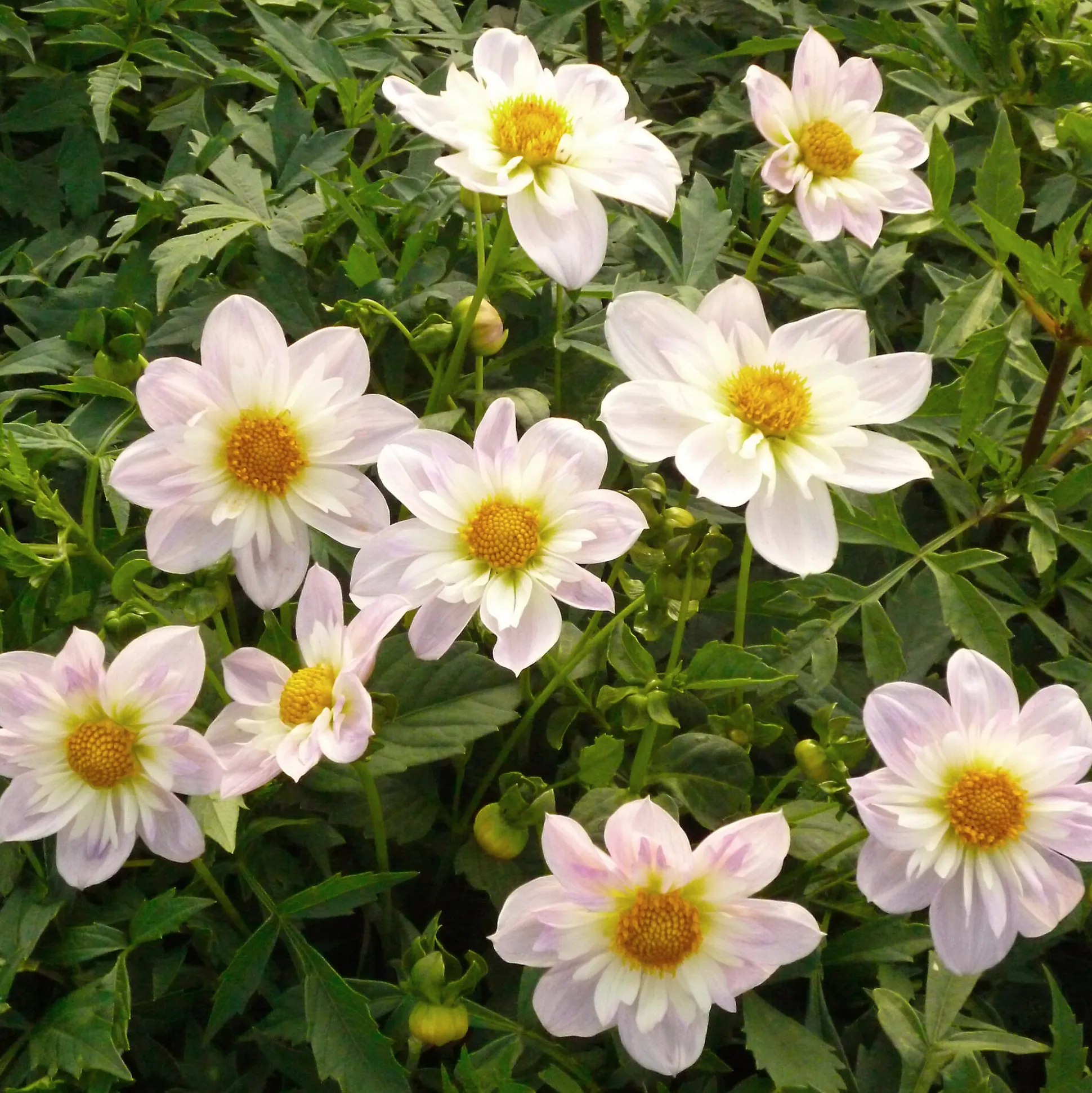 Dahlienmischung Bienenweide