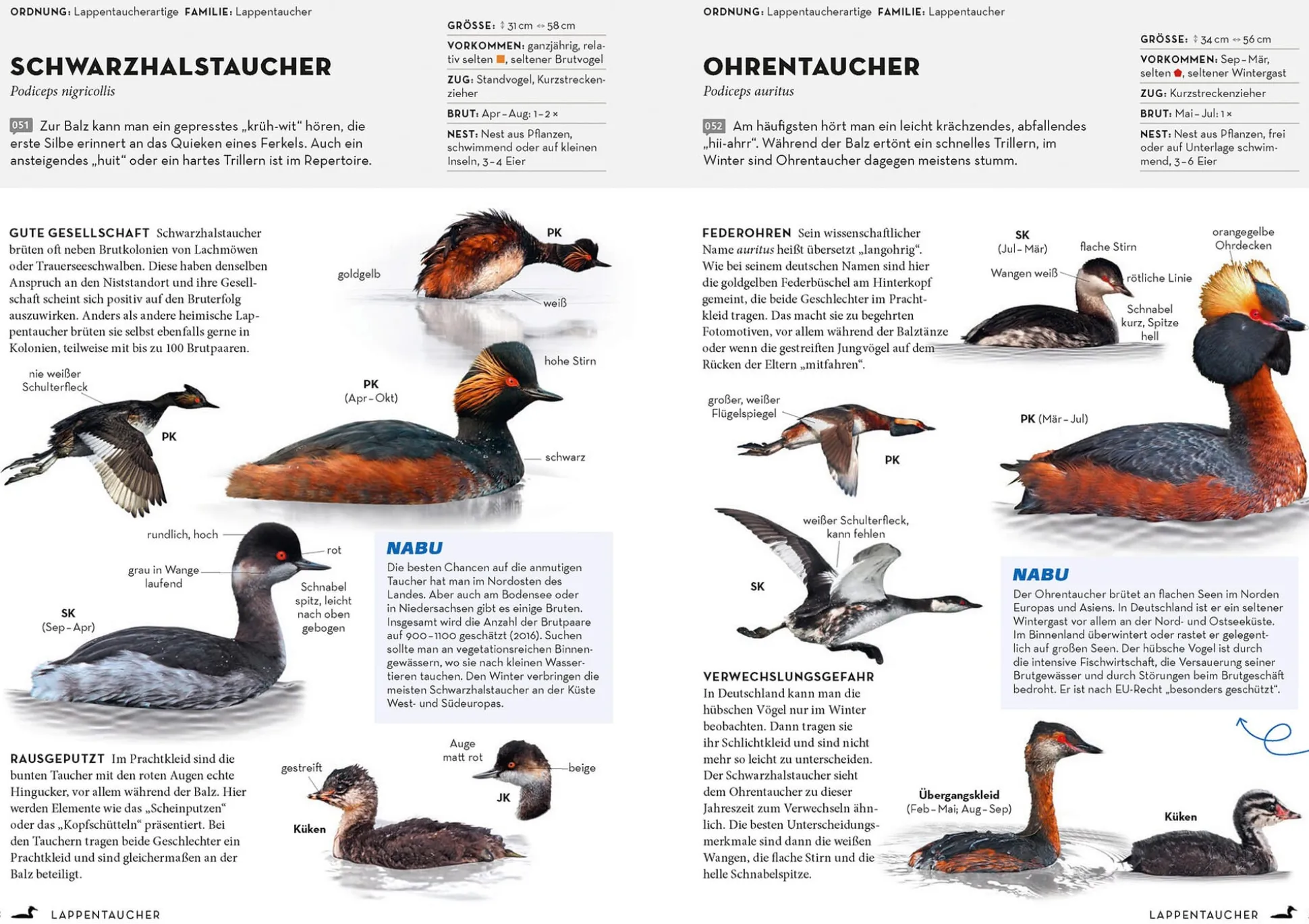 Das NABU-Vogelbuch