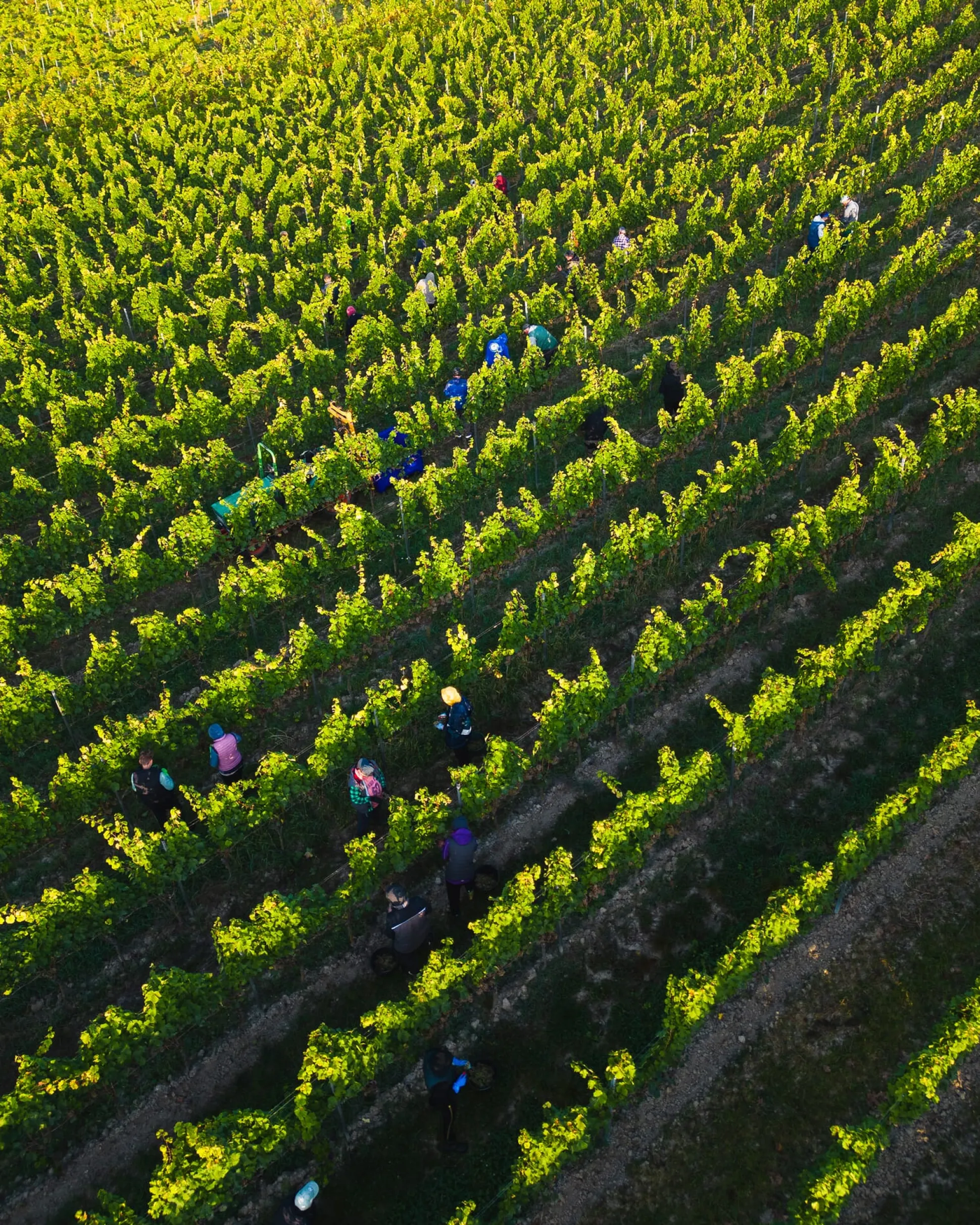 Dittelsheim Chardonnay