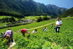 Erdbeer-Fruchtaufstrich aus Südtirol