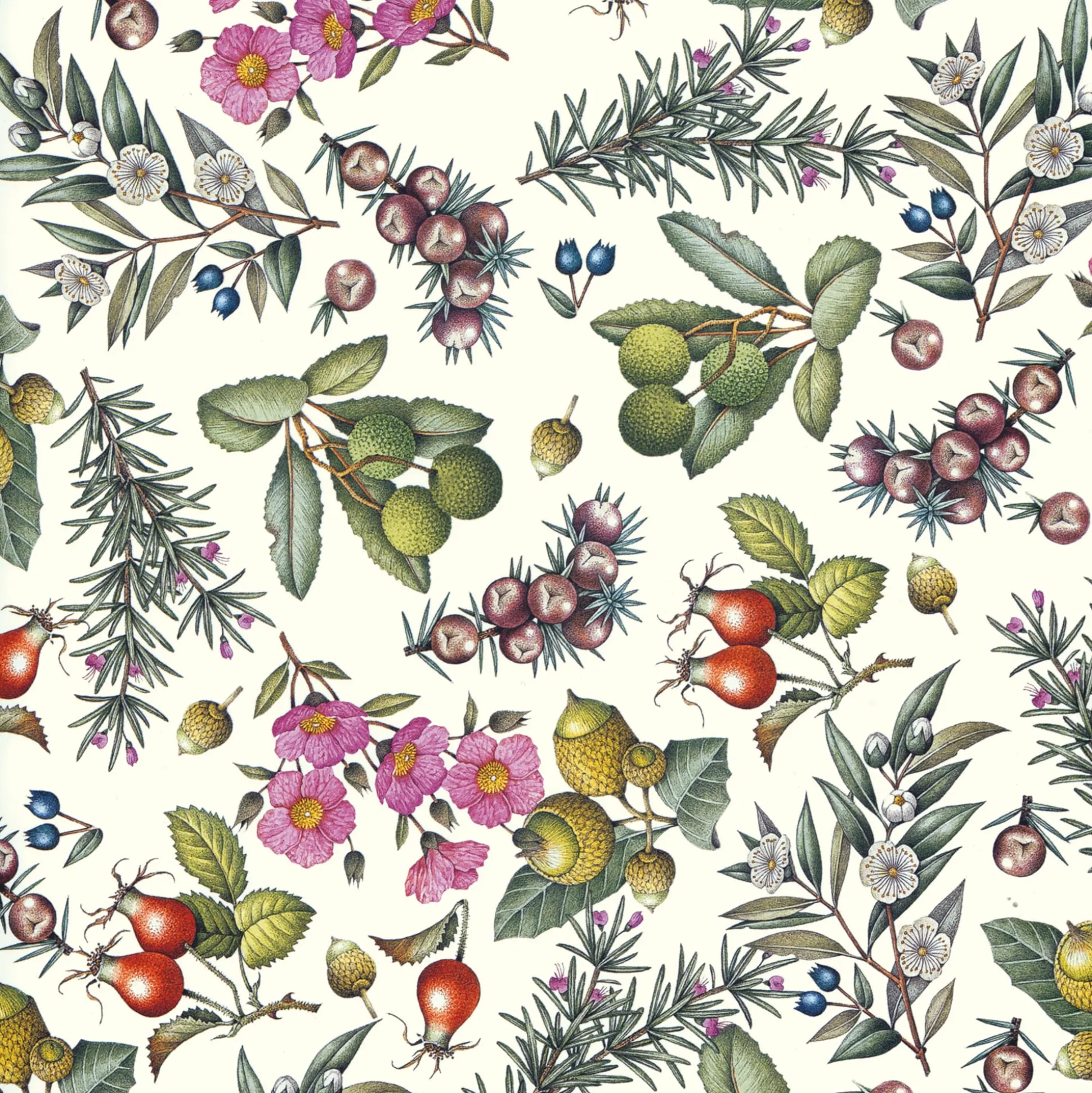 Florentiner Papier Pimpernellen