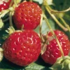 Gartenerdbeere 'Mieze Schindler'