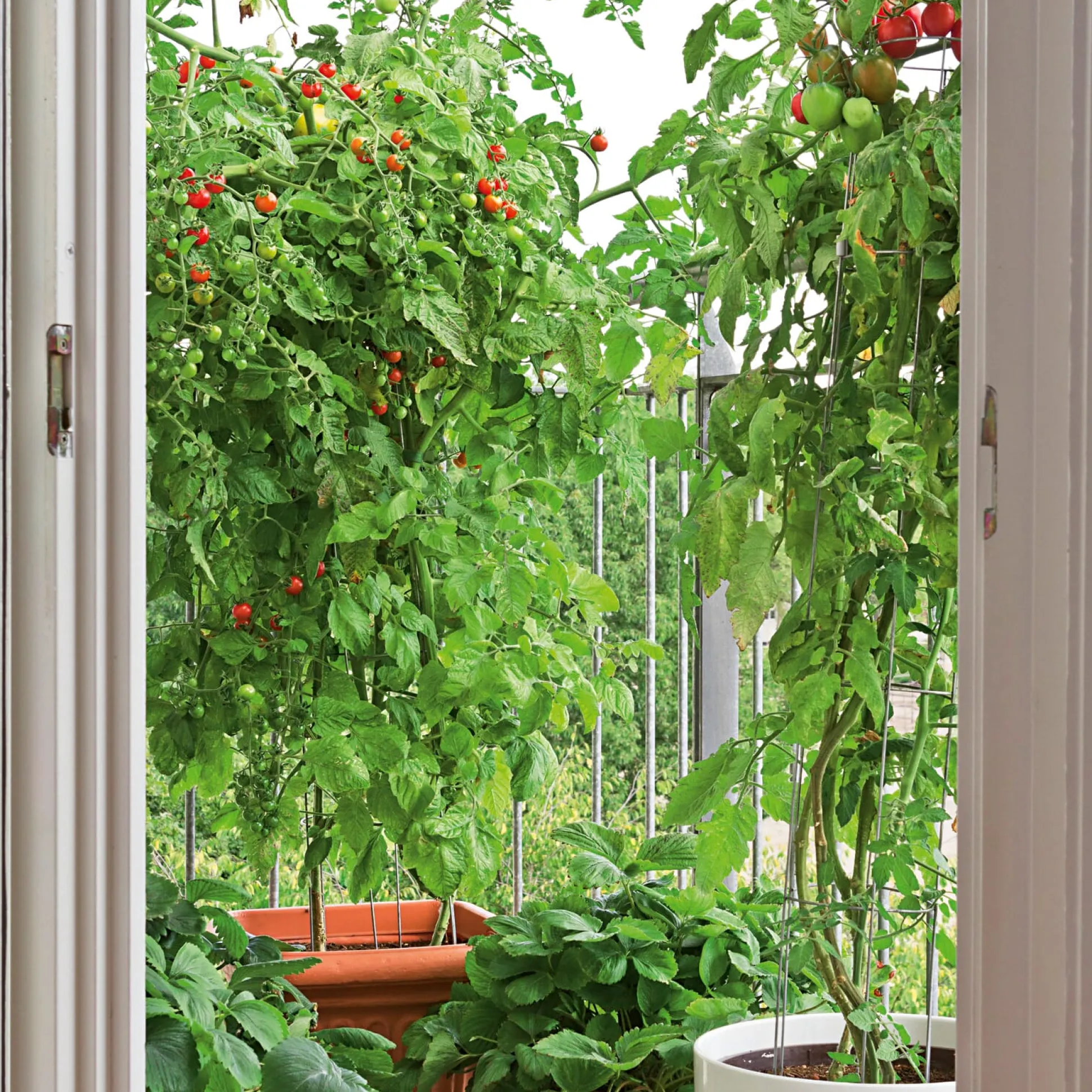 Gemüsesamen Tomaten für den Balkon