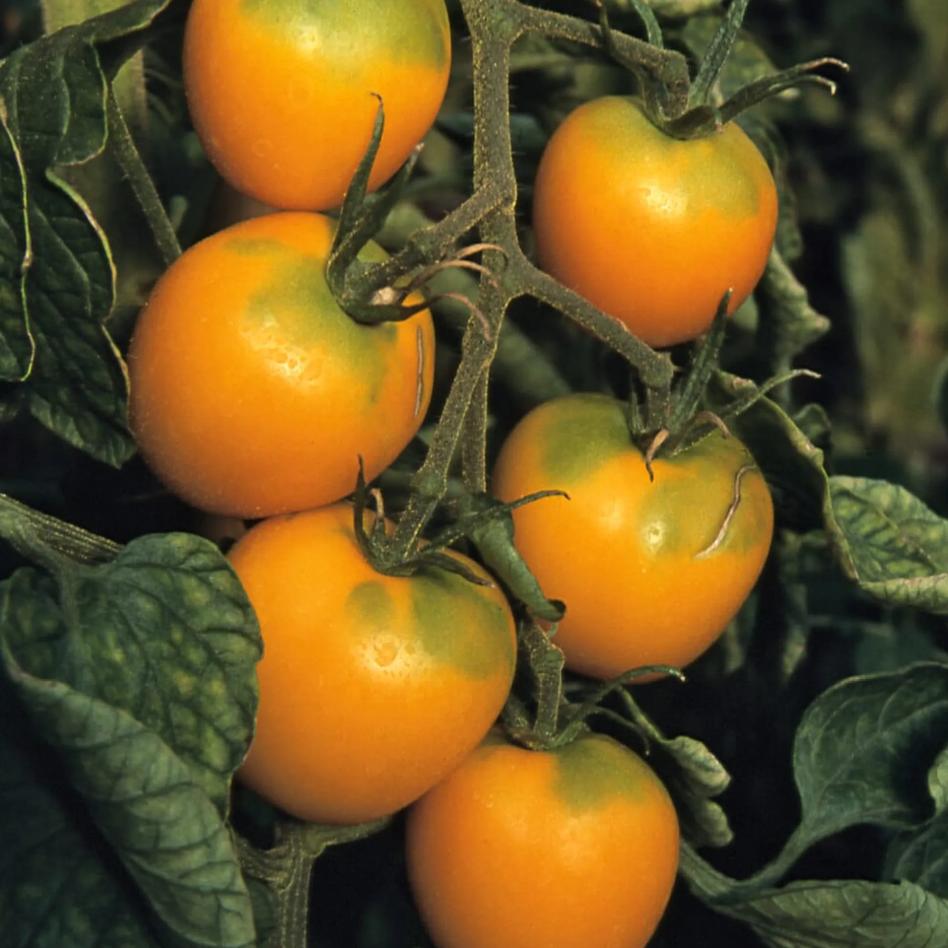 Gemüsesamen Widerstandsfähige Tomaten No. 1