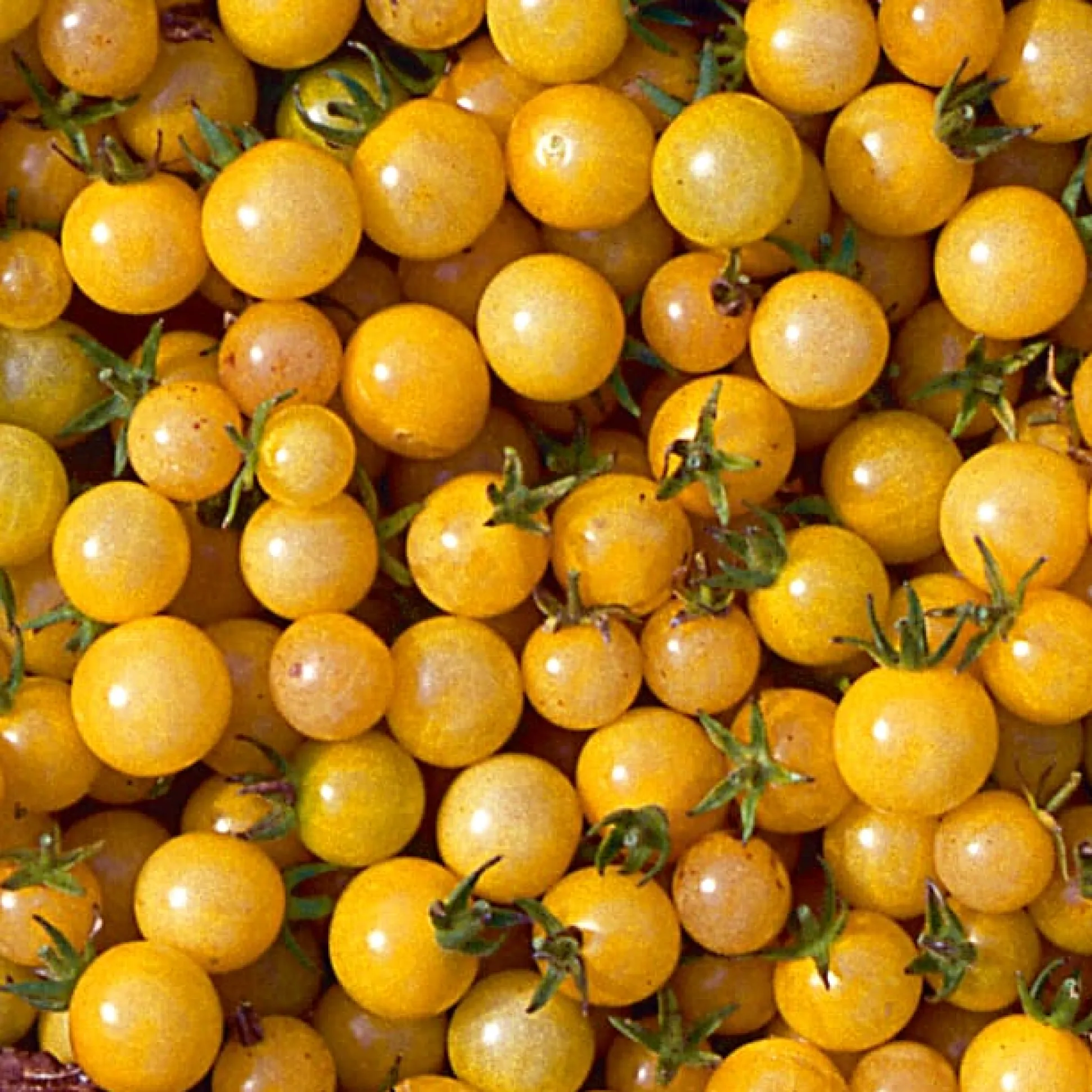 Gemüsesamen Widerstandsfähige Tomaten No. 1