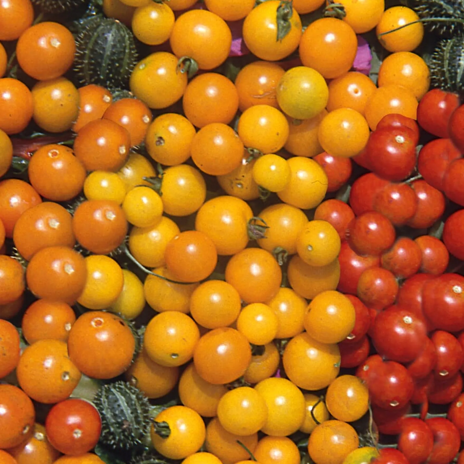 Gemüsesamen Wildtomaten