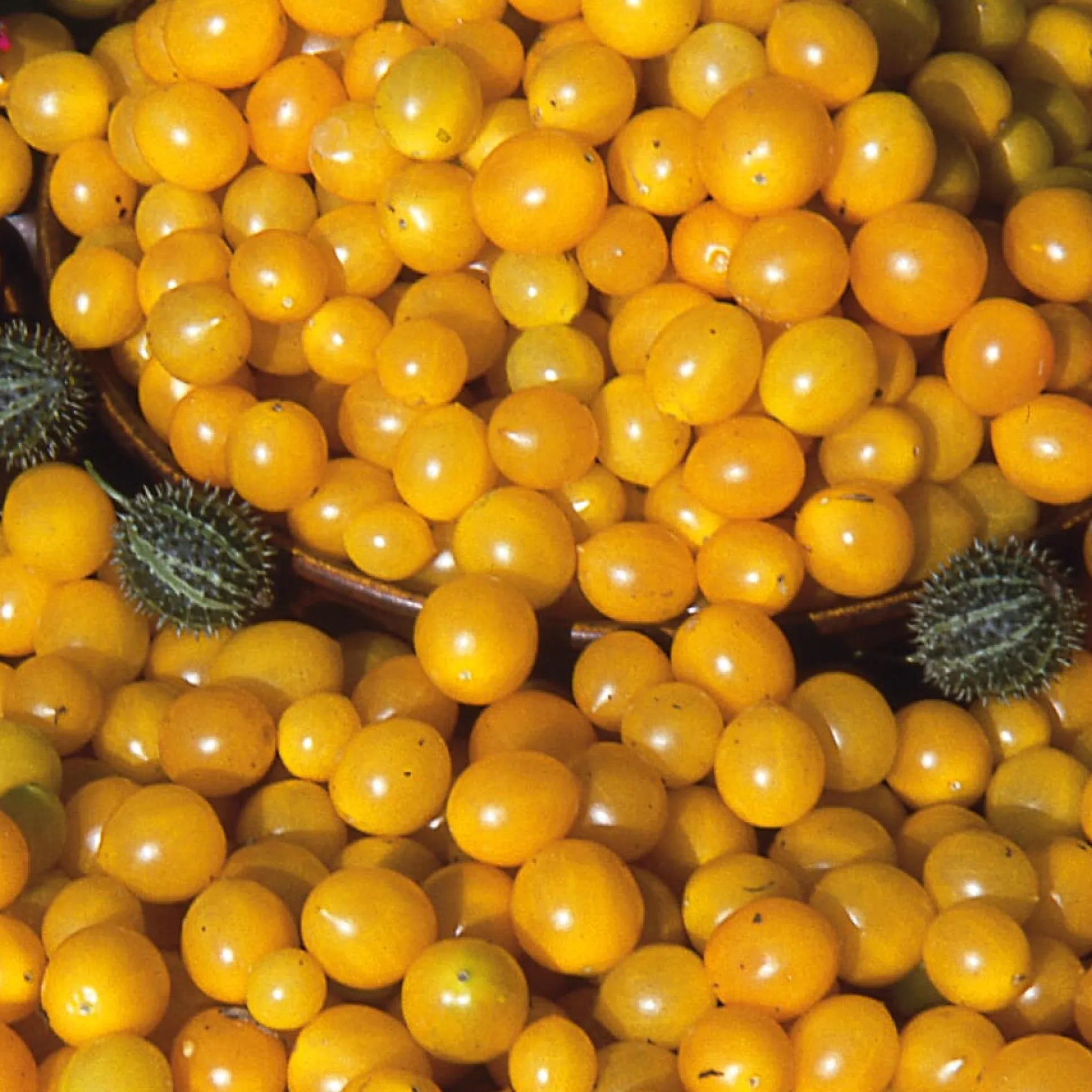Gemüsesamen Wildtomaten
