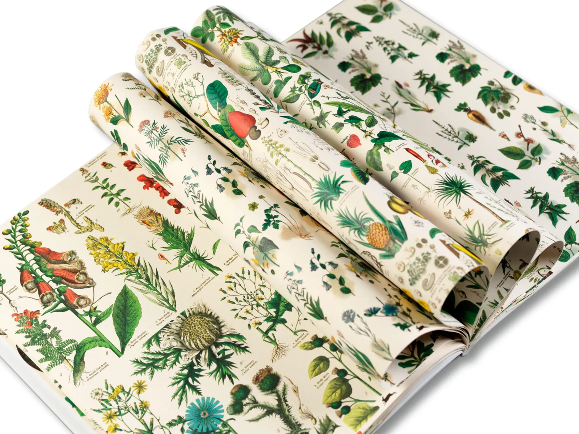 Geschenkpapier Pepin