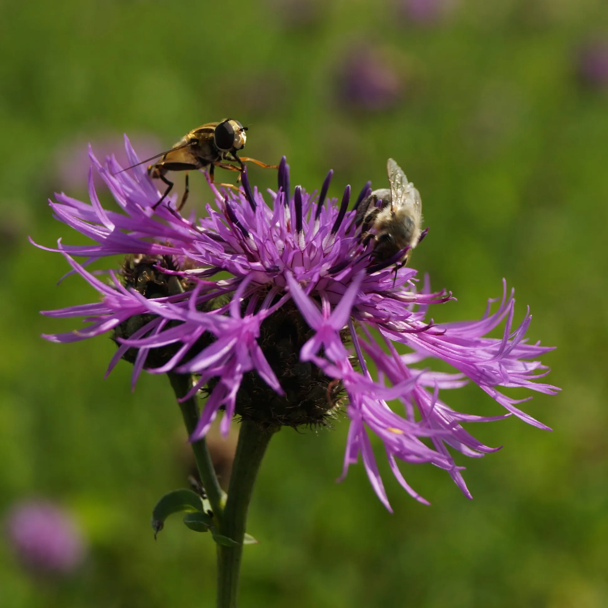 Heimische Wildstauden
