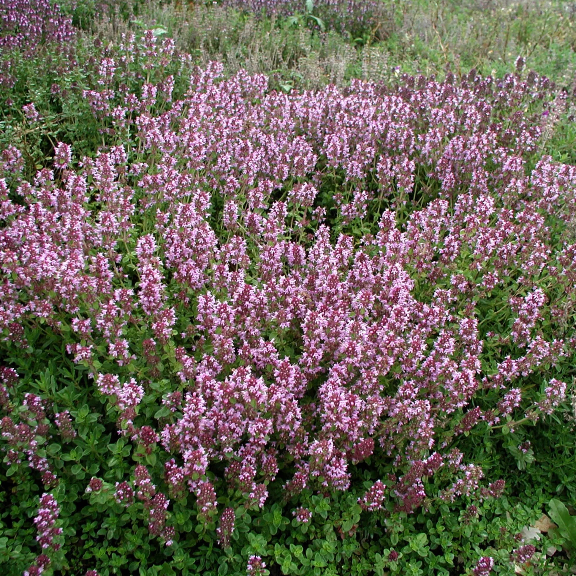Heimische Wildstauden