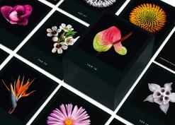 Jahreskalender Flamboyant Flowers