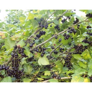 Joannet Crème de Cassis