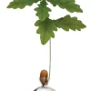 Keimglas Ilex