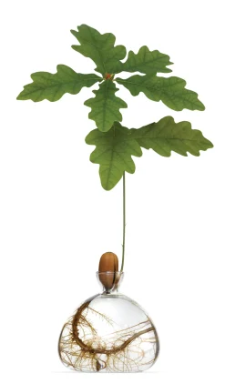 Keimglas Ilex