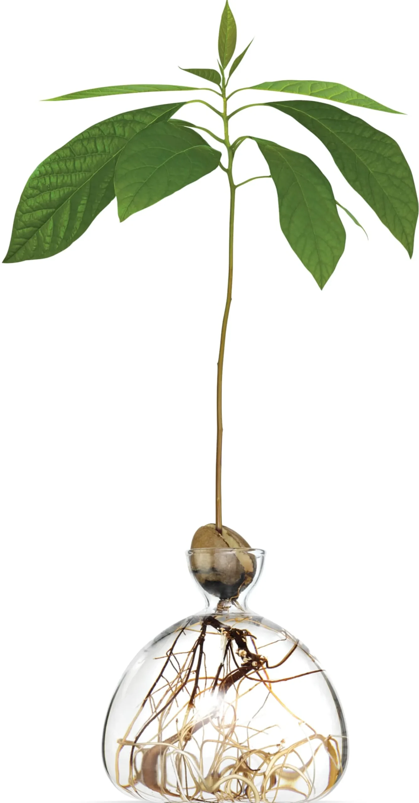 Keimglas Ilex