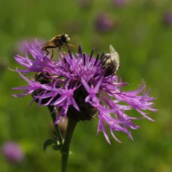 Kombipaket Heimische Stauden/Stauden für Bienen, Schmetterlinge