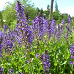 Kombipaket Heimische Stauden/Stauden für Bienen, Schmetterlinge