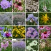 Kombipaket Klimawandel- und Stauden für Bienen, Schmetterlinge