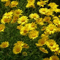 Kombipaket Klimawandel- und Stauden für Bienen, Schmetterlinge