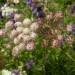 Kombipaket Klimawandel- und Stauden für Bienen, Schmetterlinge