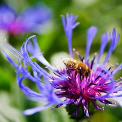 Kombipaket Klimawandel- und Stauden für Bienen, Schmetterlinge