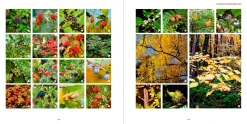 Meine lebendige Hecke