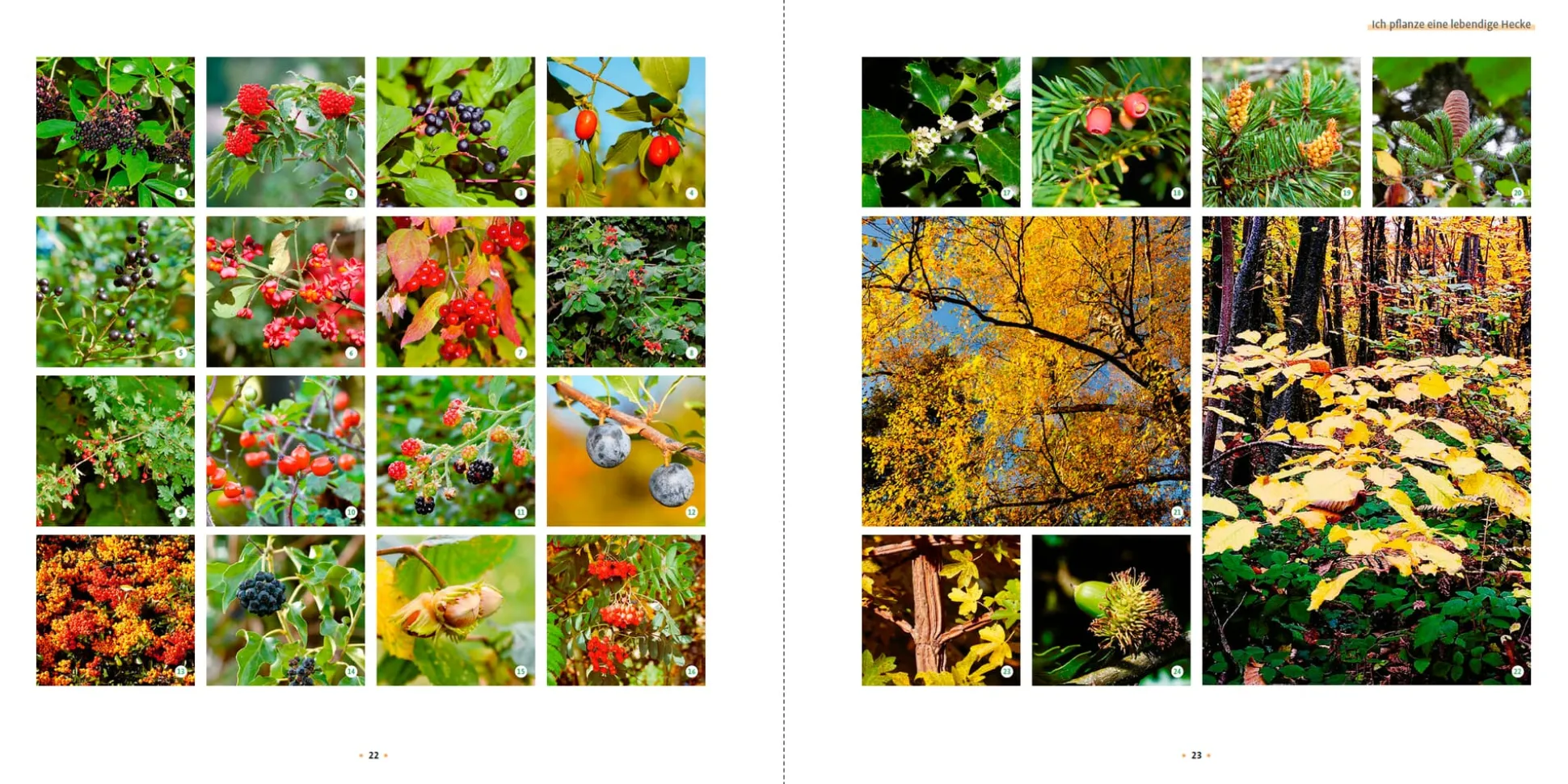 Meine lebendige Hecke