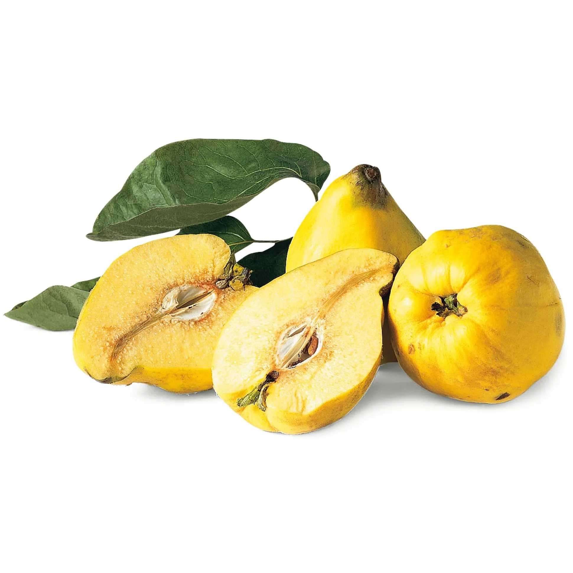 Obstgehölz Birnenquitte 'Meisterquitte'